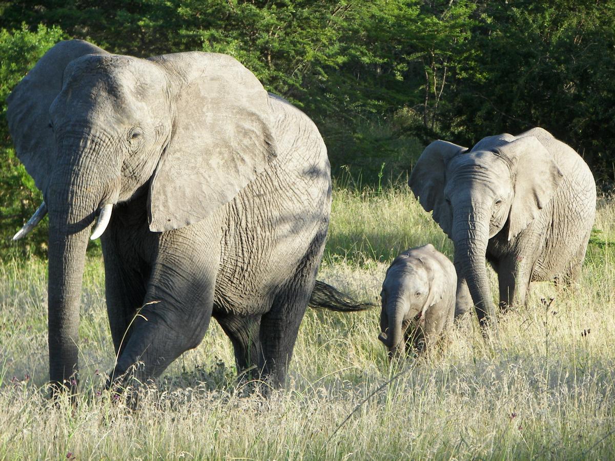 Lalibela Game Reserve Grahamstown Esterno foto