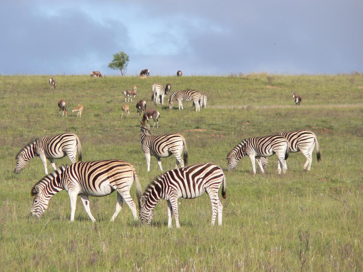 Lalibela Game Reserve Grahamstown Esterno foto