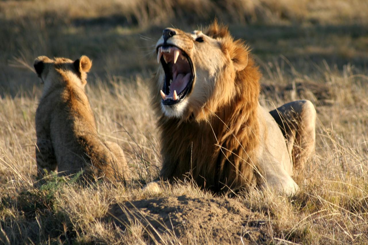Lalibela Game Reserve Grahamstown Esterno foto
