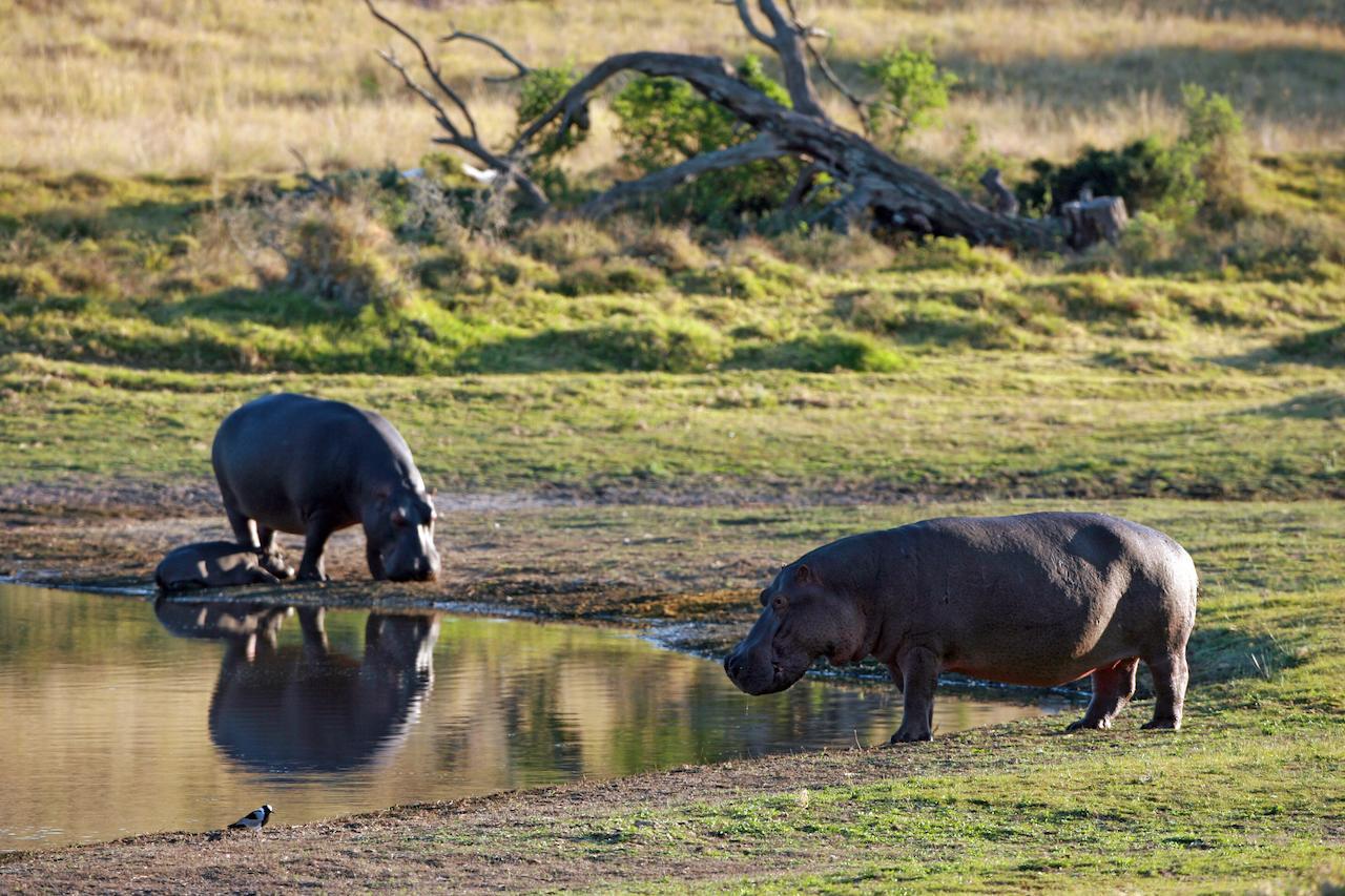 Lalibela Game Reserve Grahamstown Esterno foto