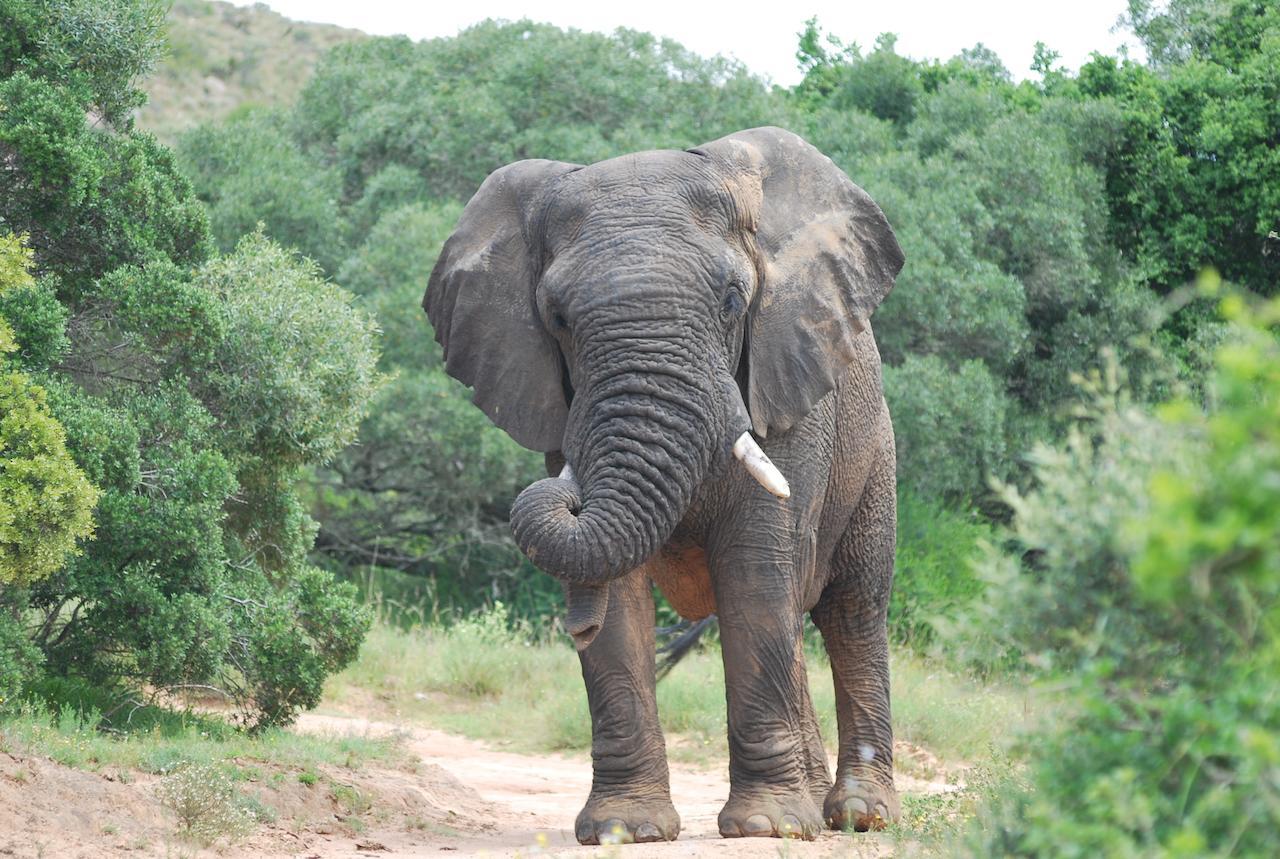 Lalibela Game Reserve Grahamstown Esterno foto