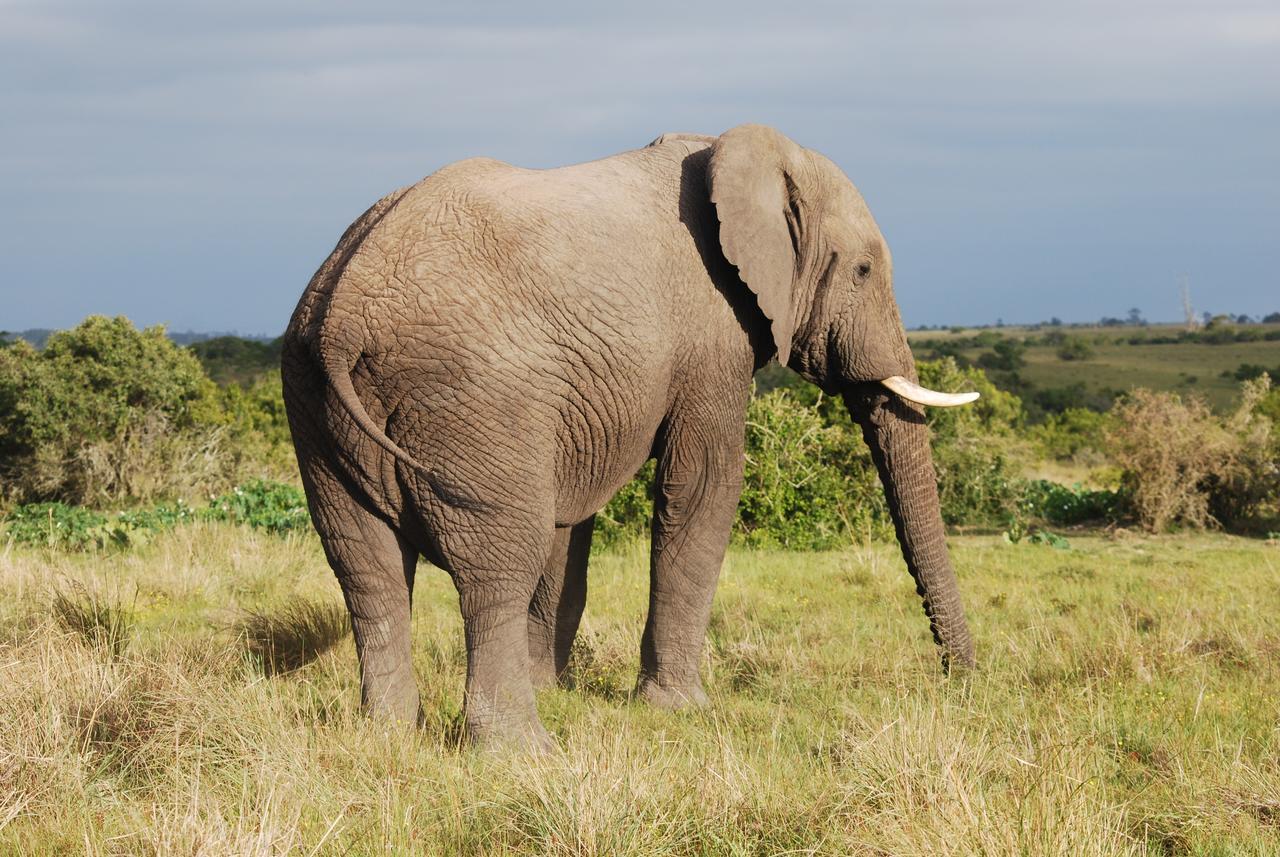 Lalibela Game Reserve Grahamstown Esterno foto