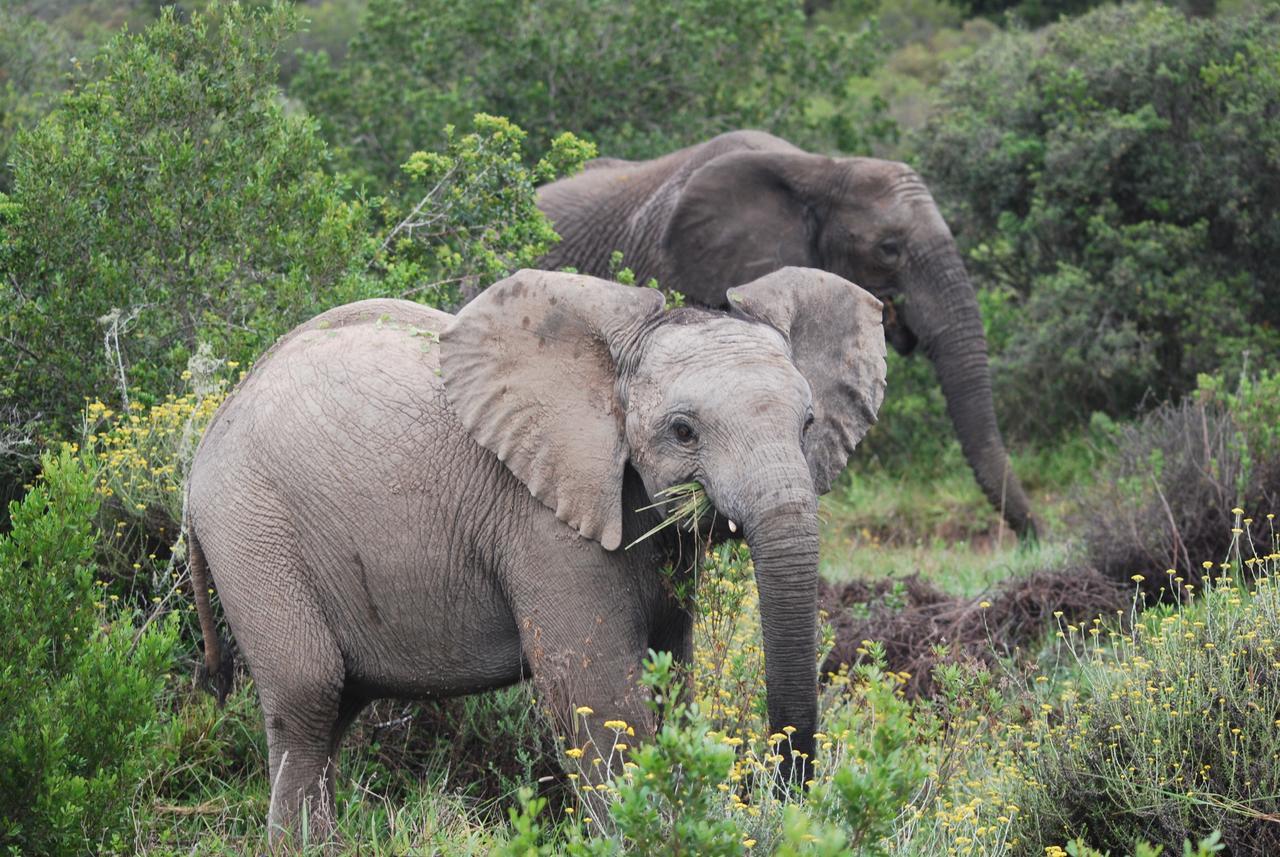 Lalibela Game Reserve Grahamstown Esterno foto