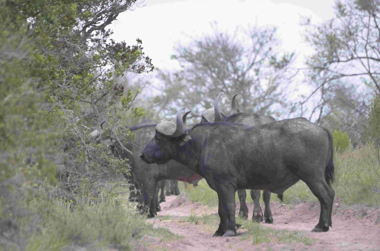 Lalibela Game Reserve Grahamstown Esterno foto