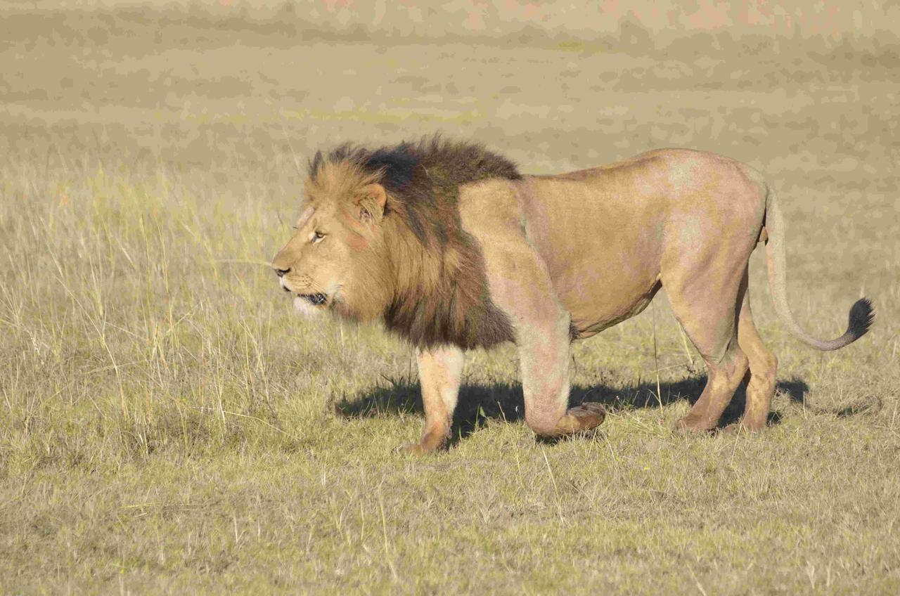 Lalibela Game Reserve Grahamstown Esterno foto