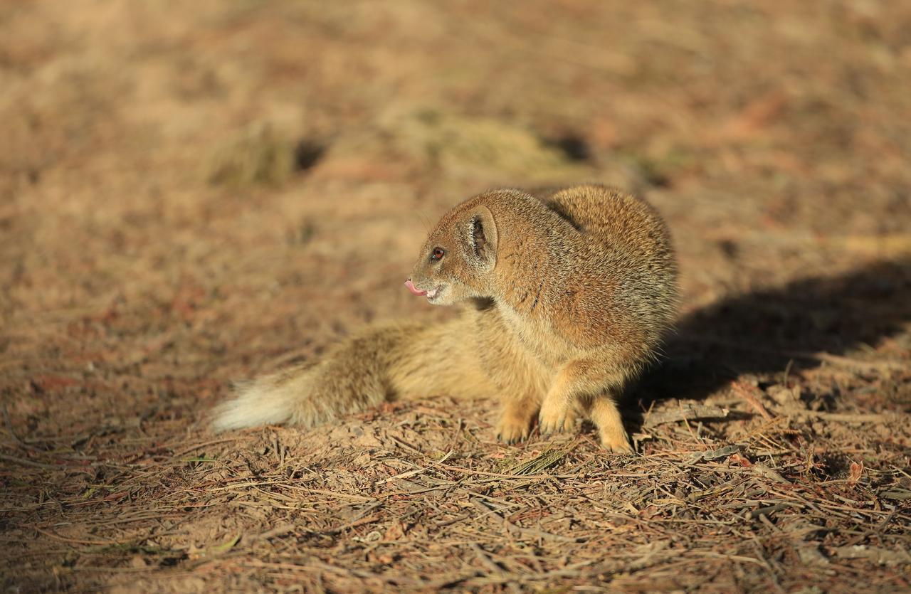 Lalibela Game Reserve Grahamstown Esterno foto