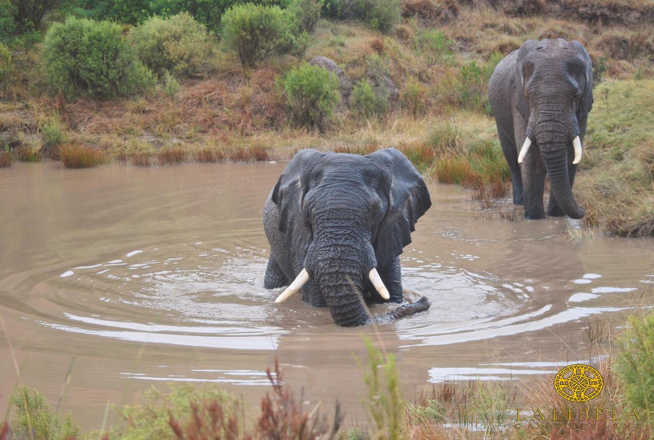 Lalibela Game Reserve Grahamstown Esterno foto