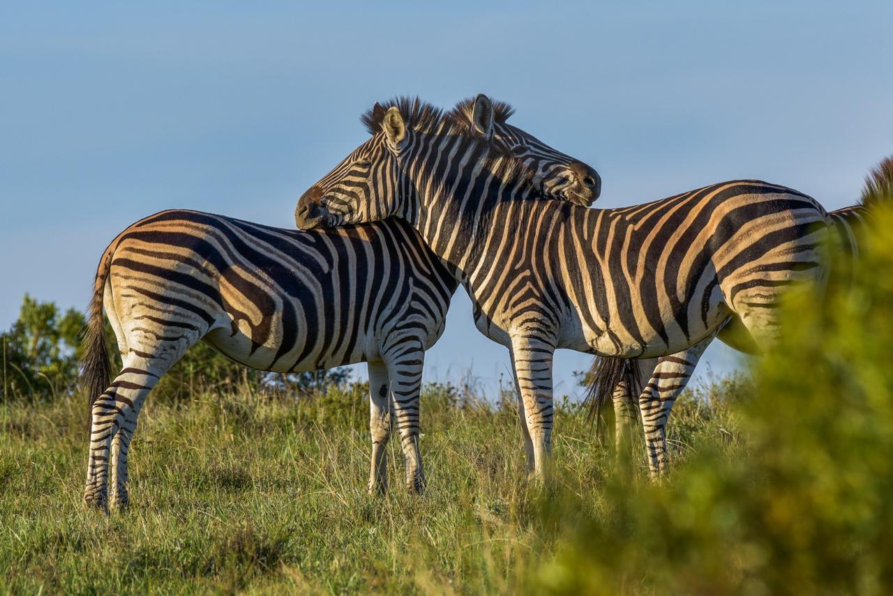 Lalibela Game Reserve Grahamstown Esterno foto