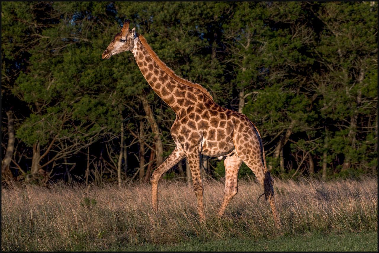 Lalibela Game Reserve Grahamstown Esterno foto