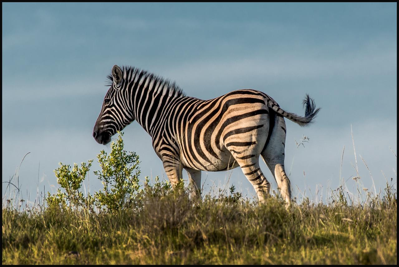 Lalibela Game Reserve Grahamstown Esterno foto