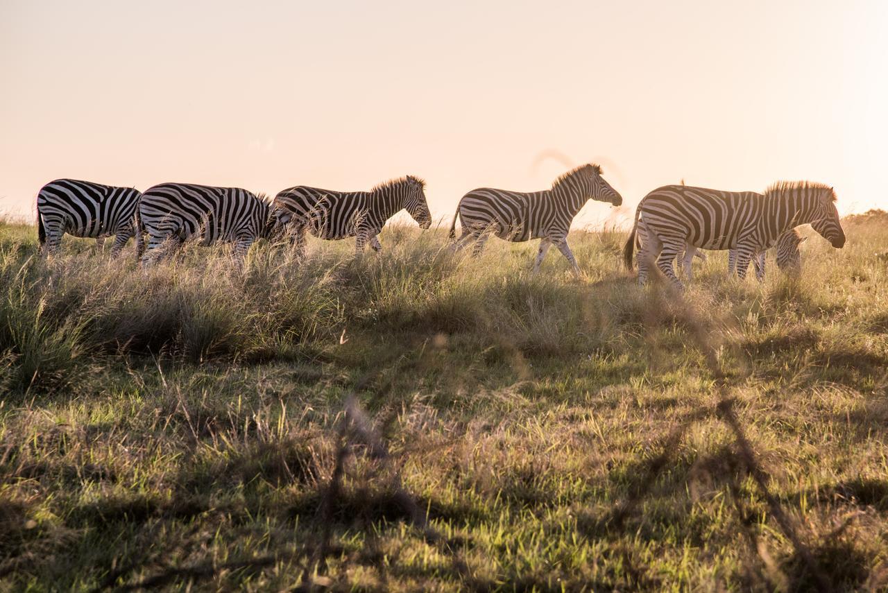 Lalibela Game Reserve Grahamstown Esterno foto