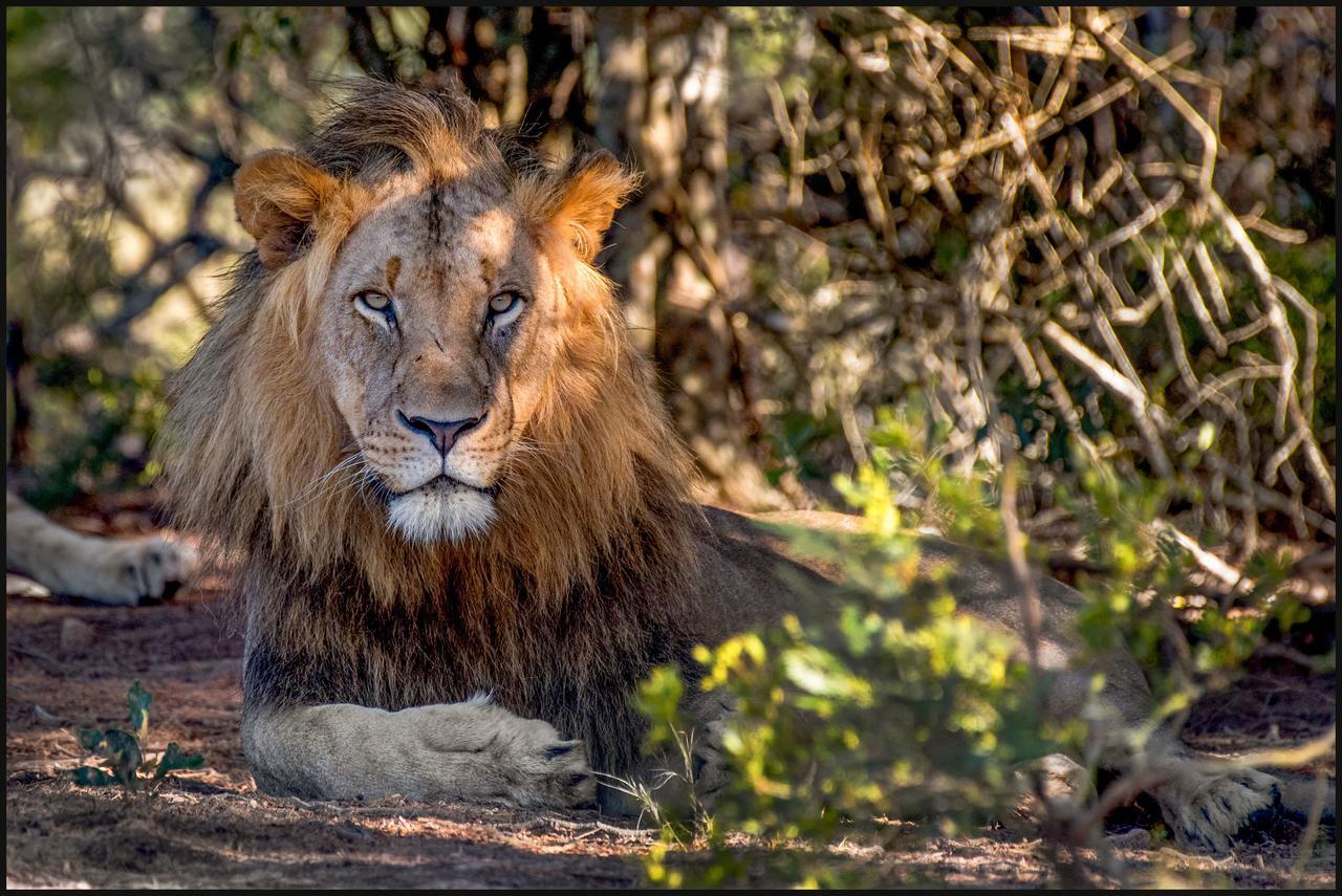 Lalibela Game Reserve Grahamstown Esterno foto