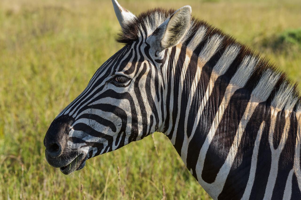 Lalibela Game Reserve Grahamstown Esterno foto