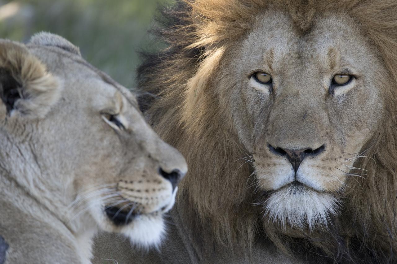 Lalibela Game Reserve Grahamstown Esterno foto
