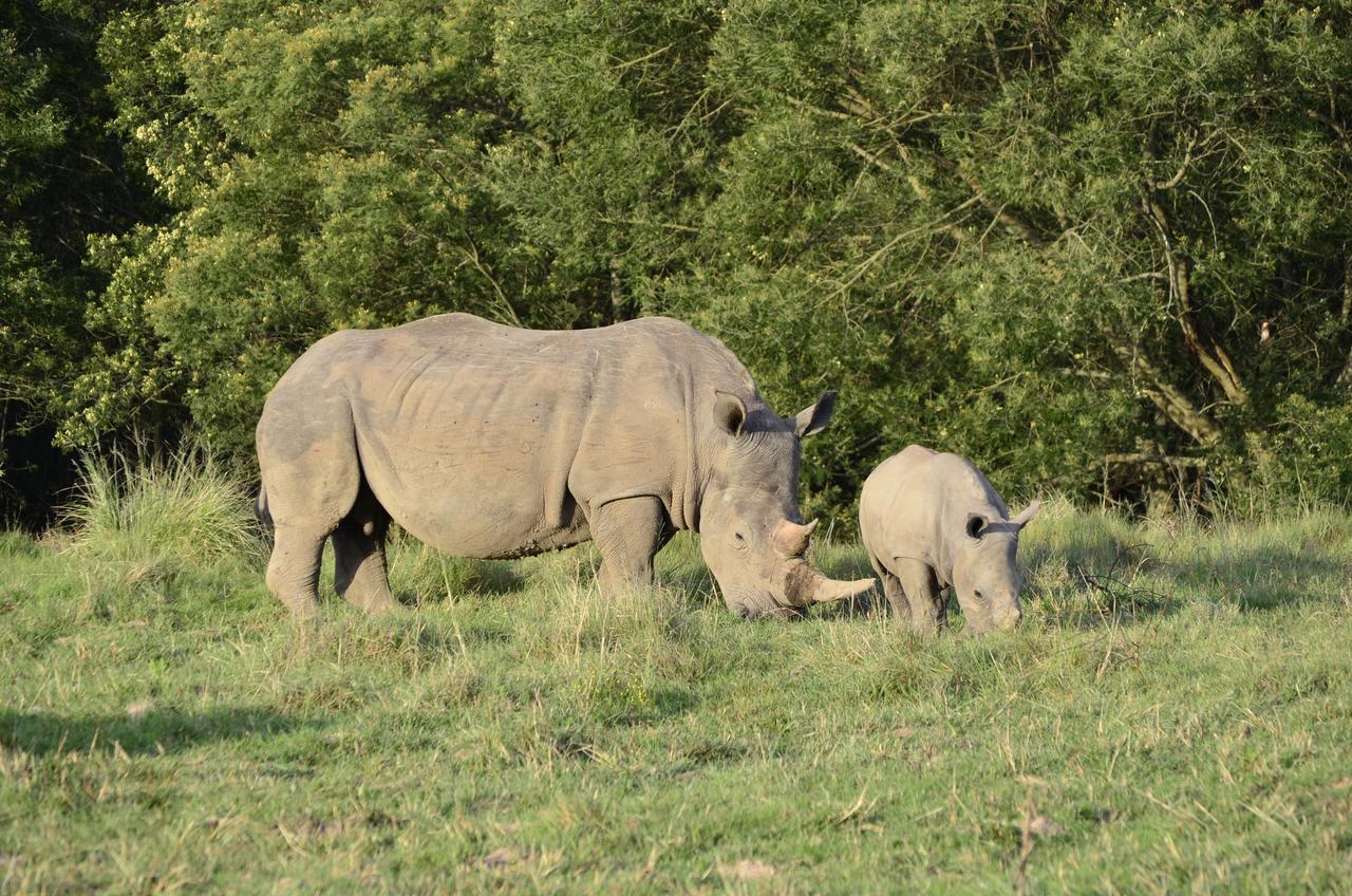 Lalibela Game Reserve Grahamstown Esterno foto