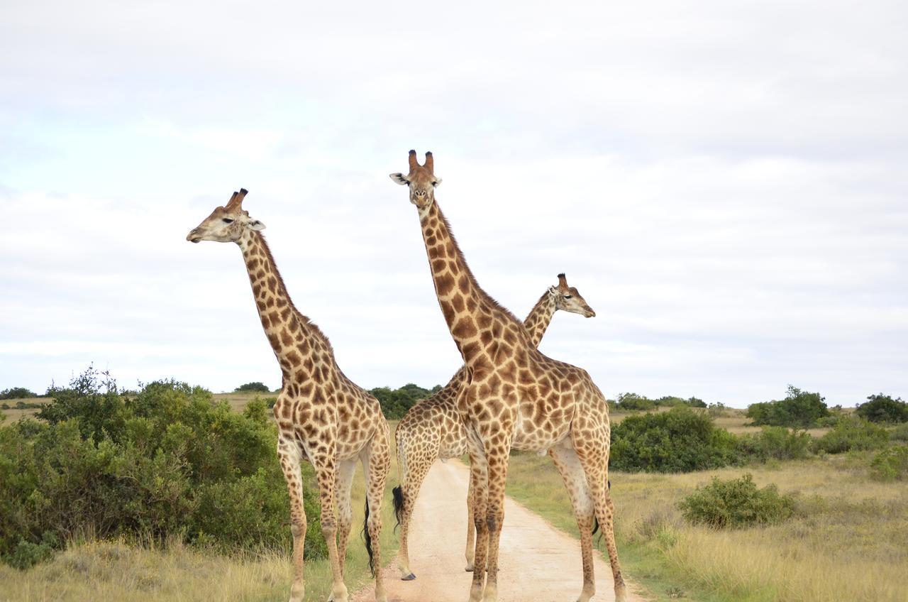 Lalibela Game Reserve Grahamstown Esterno foto