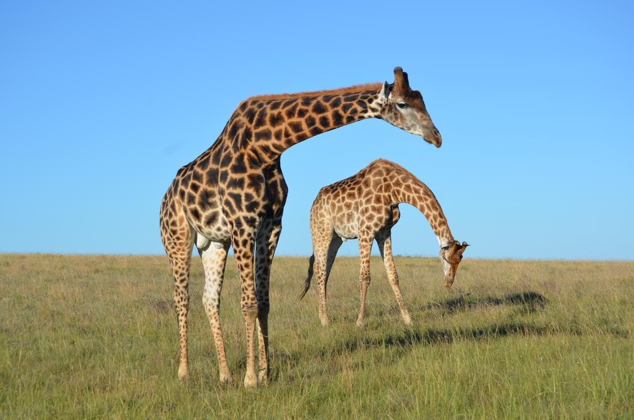 Lalibela Game Reserve Grahamstown Esterno foto