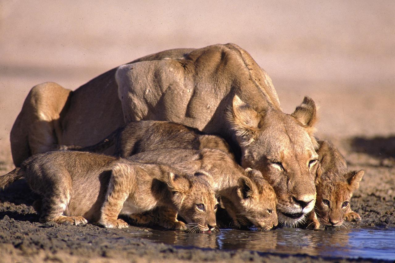 Lalibela Game Reserve Grahamstown Esterno foto