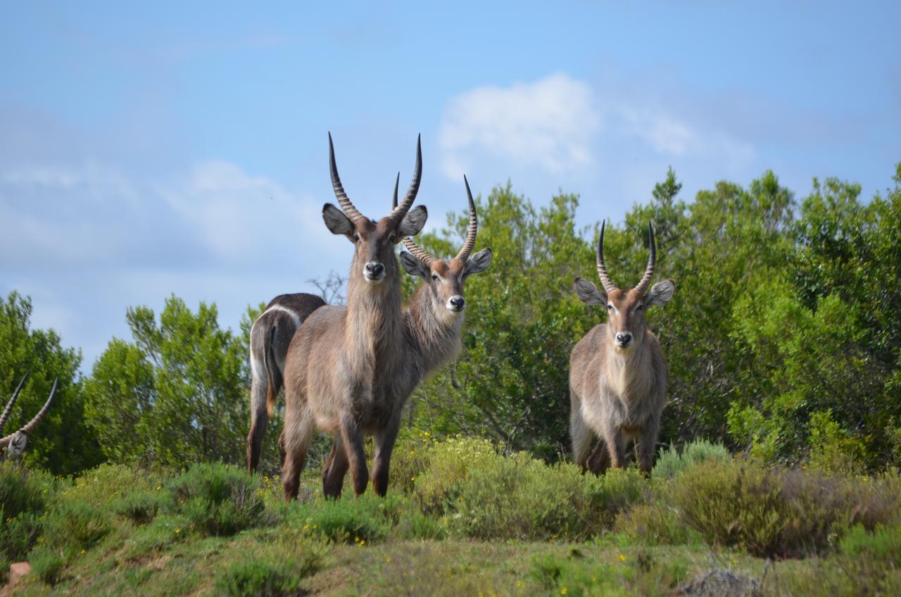 Lalibela Game Reserve Grahamstown Esterno foto