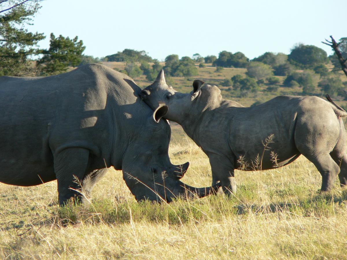 Lalibela Game Reserve Grahamstown Esterno foto