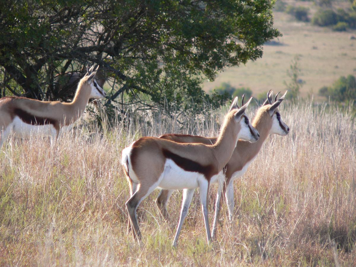 Lalibela Game Reserve Grahamstown Esterno foto