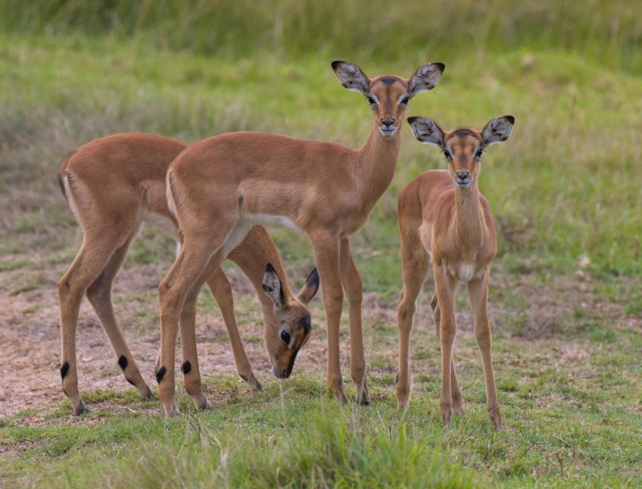 Lalibela Game Reserve Grahamstown Esterno foto