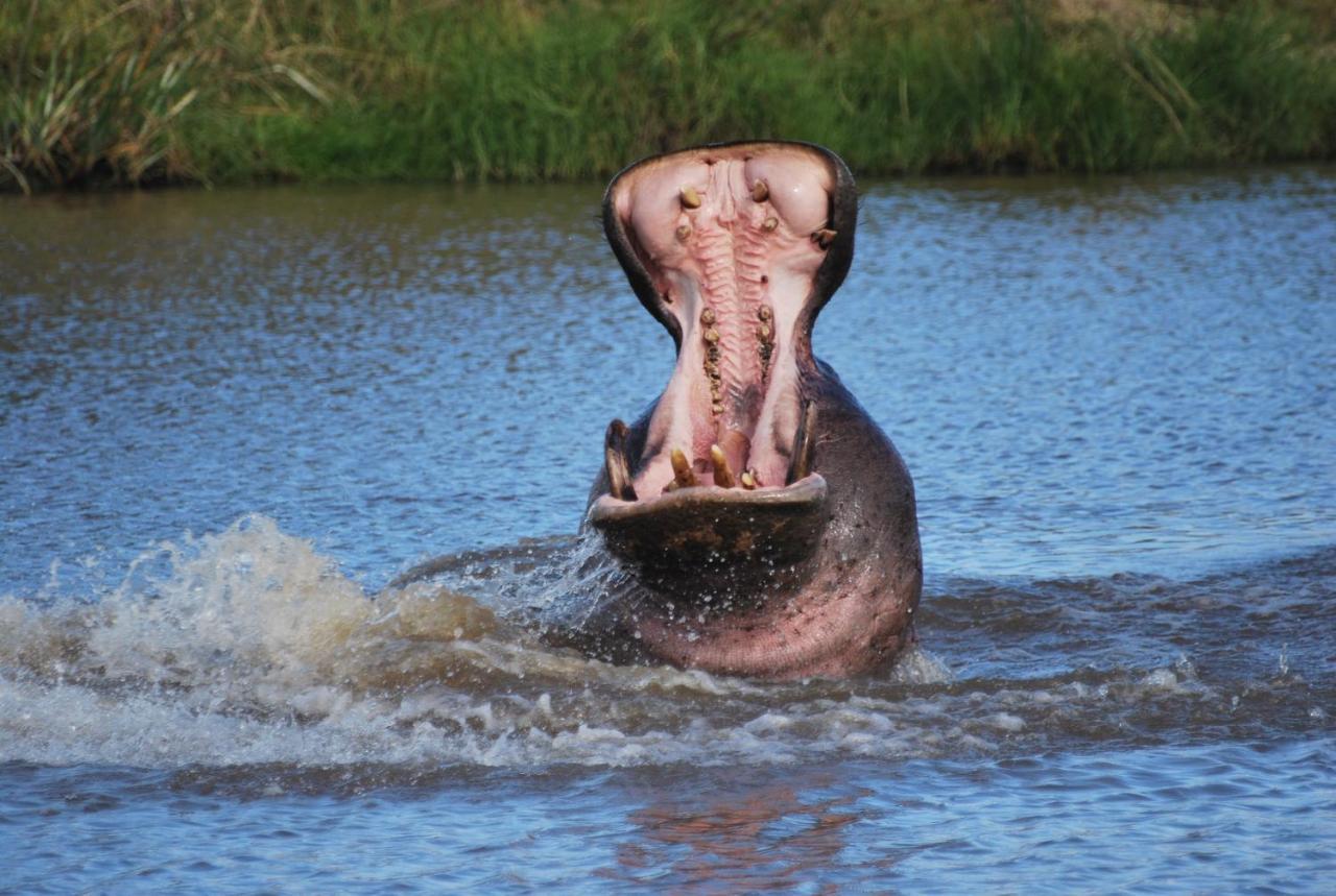 Lalibela Game Reserve Grahamstown Esterno foto