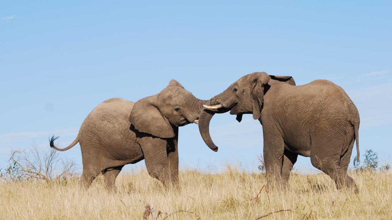 Lalibela Game Reserve Grahamstown Esterno foto